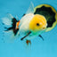 A Grade FLUFFY TAIL Tricolor Oranda Male 5.5 inches #082925OR_08