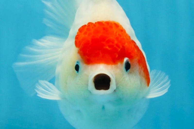 MARIO AAA Grade Red White Yuanbao Female 5 inches #121225YB_02