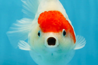 MARIO AAA Grade Red White Yuanbao Female 5 inches #121225YB_02