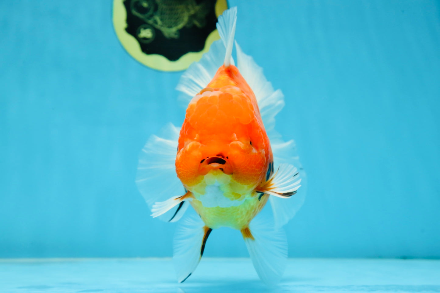 AAA Grade JUMBO Tiger Oranda Female 6-6.5 inches #062025OR_24