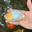 White LionChu Female 4-4.5 inches #050126LC_20