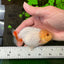 Lemonhead Lionchu Male 3.5-4 inches #0927LC_09