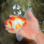 A Grade Kohaku Red White Oranda Male 6 inches #082826OR_15