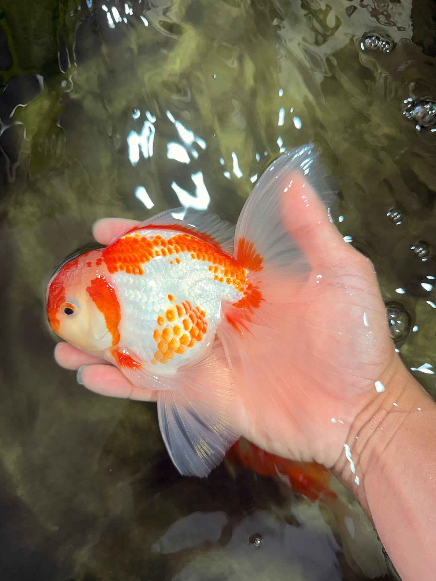 A Grade Kohaku Red White Oranda Male 6 inches #082826OR_15