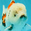 Marble Oranda Male 6.5 inches #050126OR_14