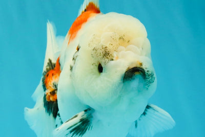 Marble Oranda Male 6.5 inches #050126OR_14