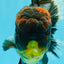 AAA Grade Godzilla Tiger Oranda Male 6.5 inches #022726OR_11