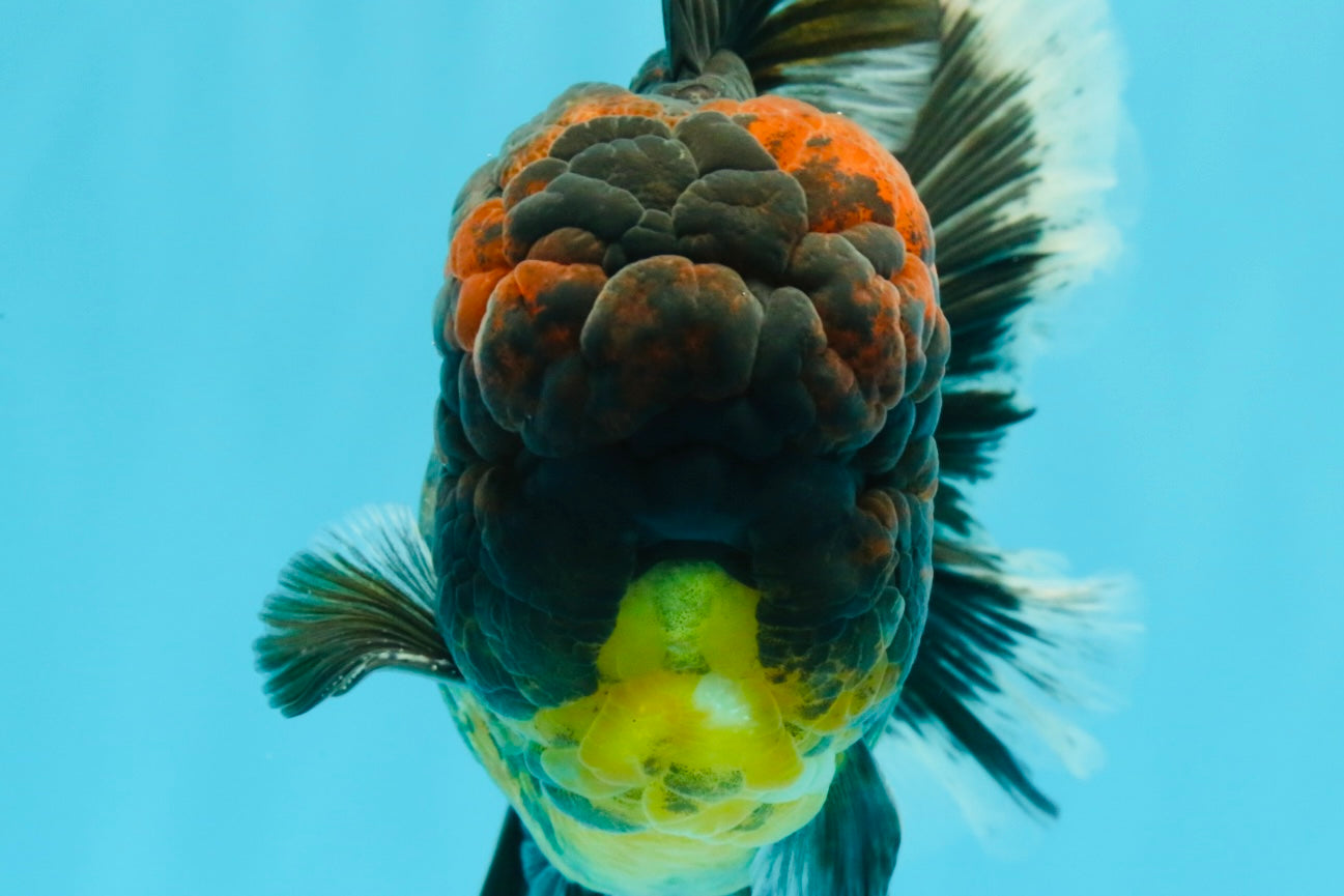 AAA Grade Godzilla Tiger Oranda Male 6.5 inches #022726OR_11
