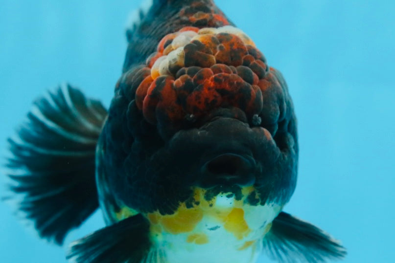 AAA Grade Godzilla Kirin Yuanbao Male 5.5 inches #082225YB_04