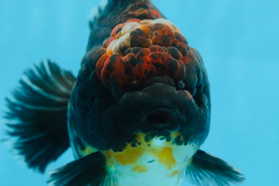 AAA Grade Godzilla Kirin Yuanbao Male 5.5 inches #082225YB_04