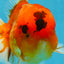 A Grade Sakura Oranda Male 6-6.5 inches #121925OR_11