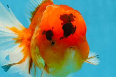 A Grade Sakura Oranda Male 6-6.5 inches #121925OR_11