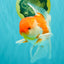 VISION A Grade Red White Oranda Male 6 inches #070626OR_08