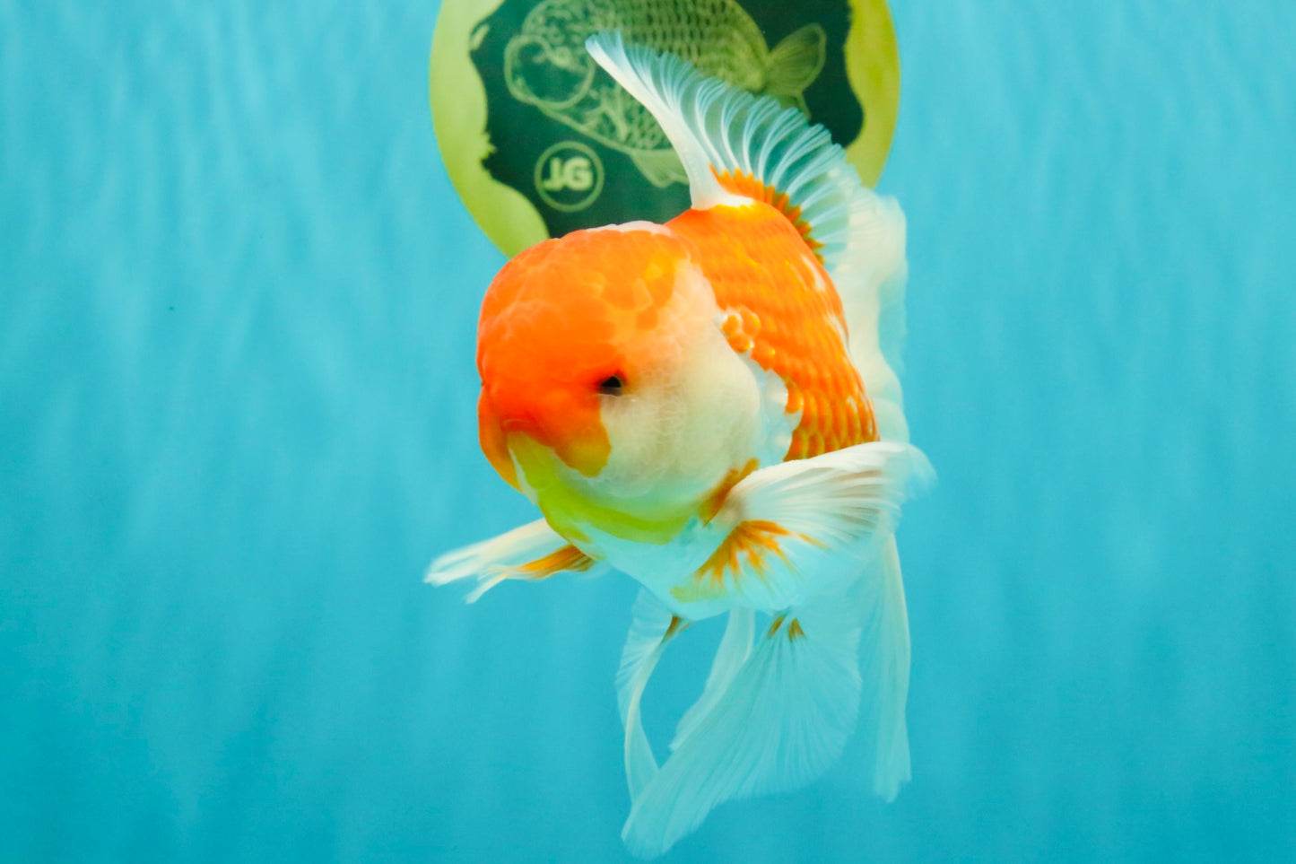 VISION A Grade Red White Oranda Male 6 inches #070626OR_08
