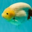 AAA Grade Sakura Ranchu Female 5.5-6 inches #102326RC_02