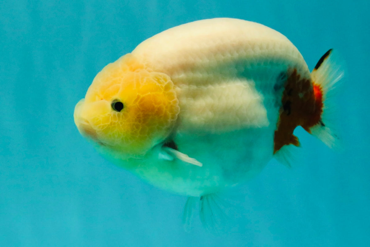 AAA Grade Sakura Ranchu Female 5.5-6 inches #102326RC_02