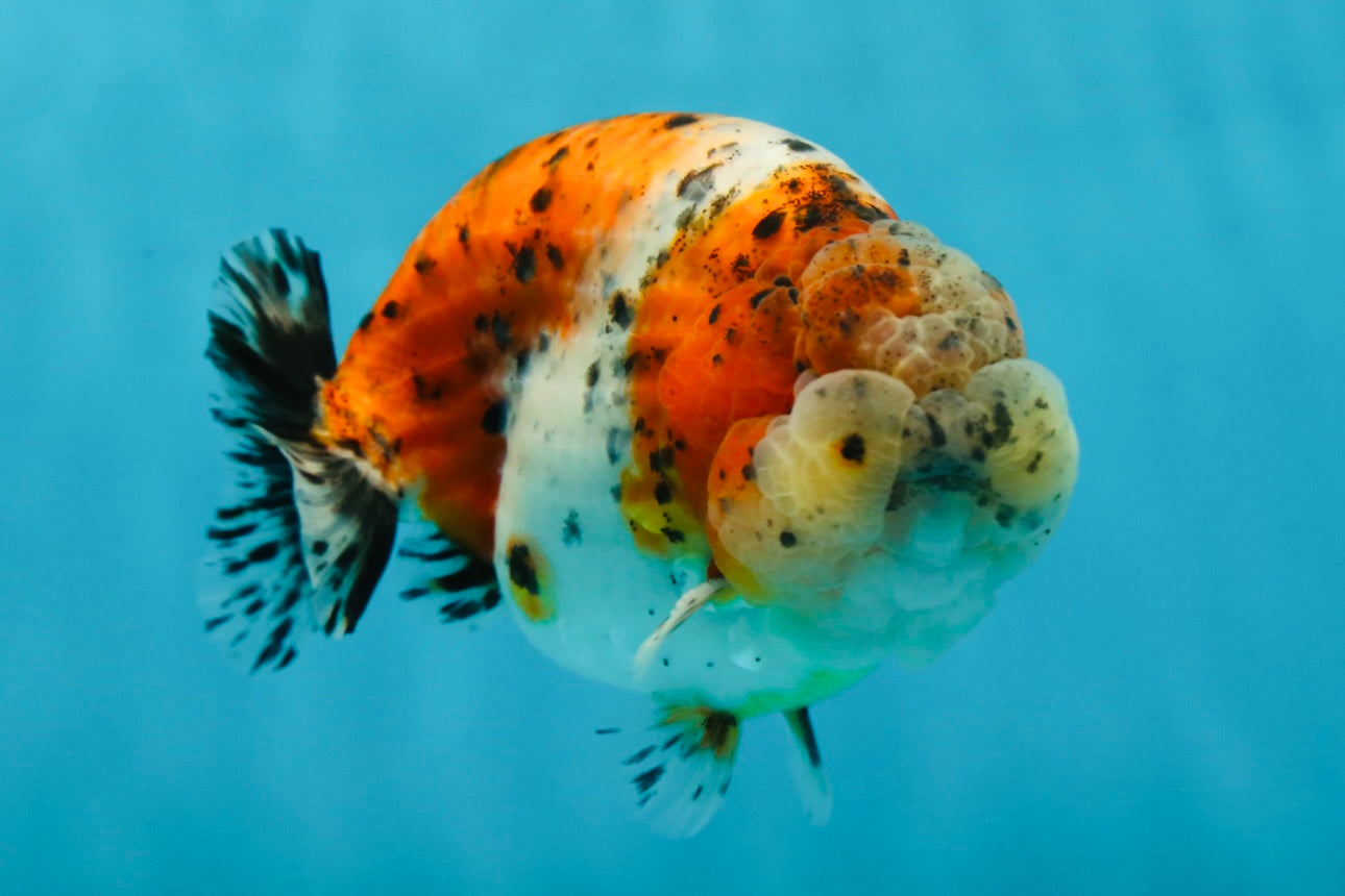 AAA Grade Calico LionKing 4.5-5 inches #050925LC_03