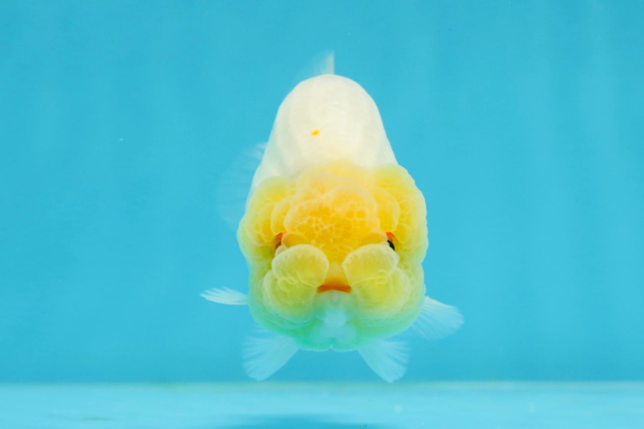 Lemonhead Lionchu Male 3.5-4 inches #0927LC_09