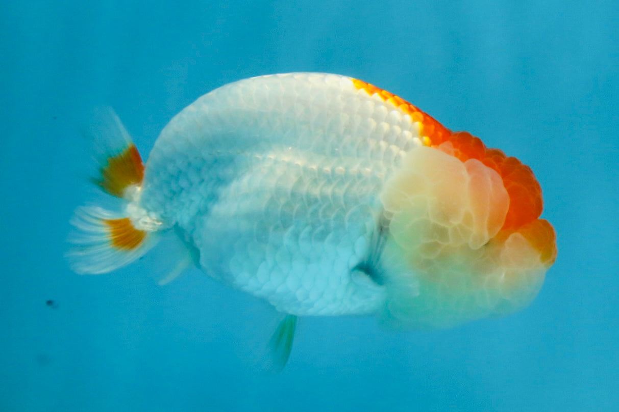 Red White LionChu 4 inches #112825LC_10