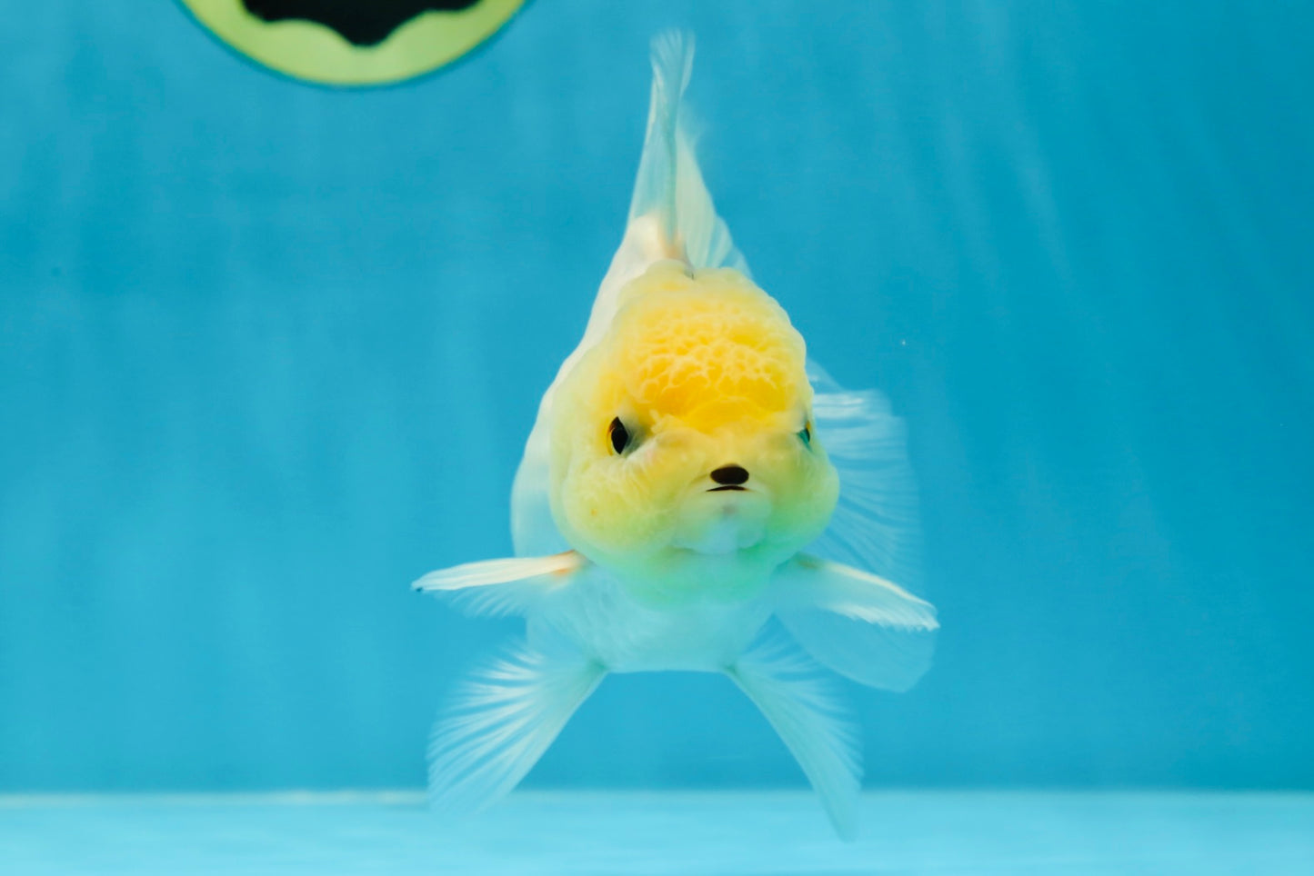 A Grade Puppy White Button Eyes Oranda Female 4.5-5 inches #050225OR_05