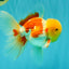 AAA Grade Red White Oranda Male 6 inches #080726OR_13