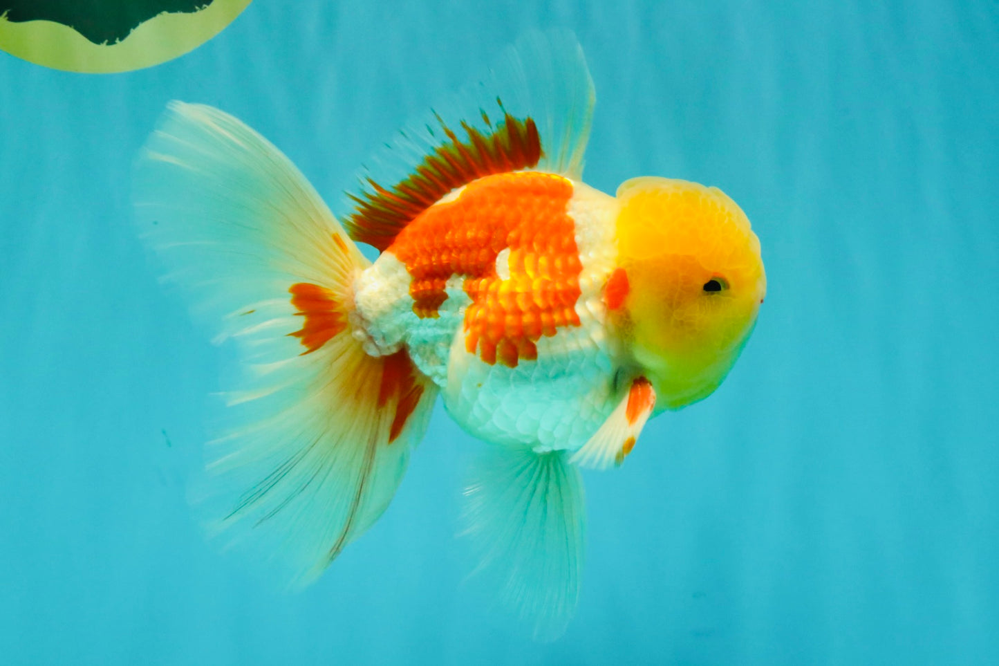 AAA Grade Red White Oranda Male 6 inches #080726OR_13
