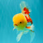 AAA Grade Red White Oranda Male 6 inches #080726OR_13