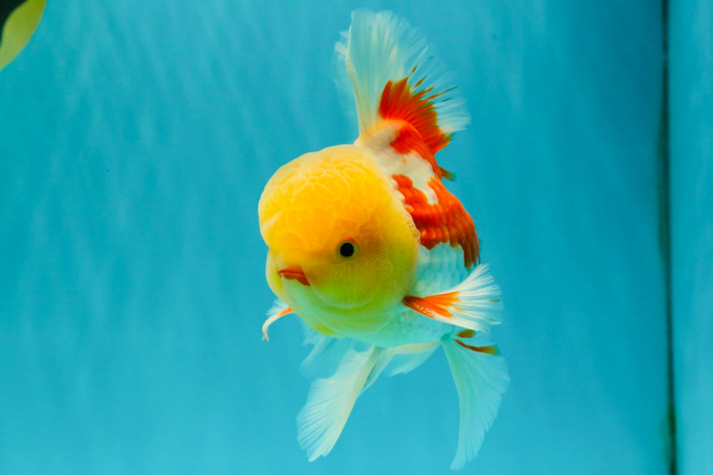 AAA Grade Red White Oranda Male 6 inches #080726OR_13