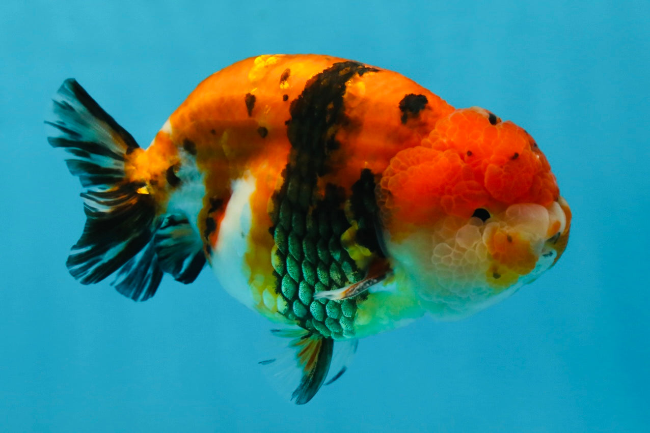 A Grade Tricolor Tiger LionKing 4.5 inches #052325LC_16