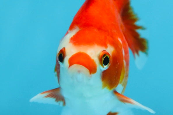 POCKET AAA Grade Small Red White Ryukin Female 3.5-4 inches #082225RK_26