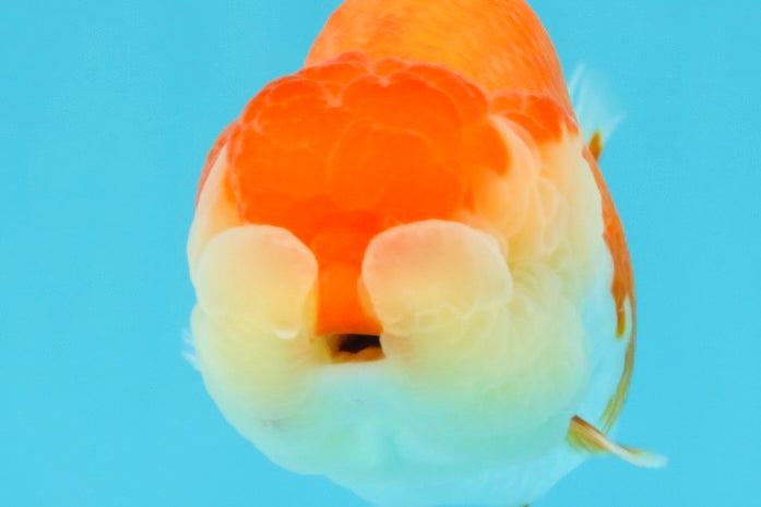 AAA Grade Peekaboo Dragon Head Red White LionQueen 4.5 inches #022726LC_27