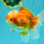 FLUFFY AAA Grade Red White Oranda Male 6.5 inches #082126OR_01