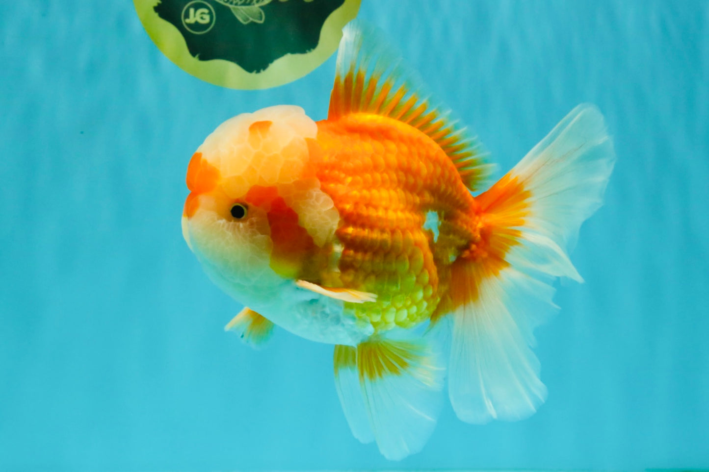 FLUFFY AAA Grade Red White Oranda Male 6.5 inches #082126OR_01