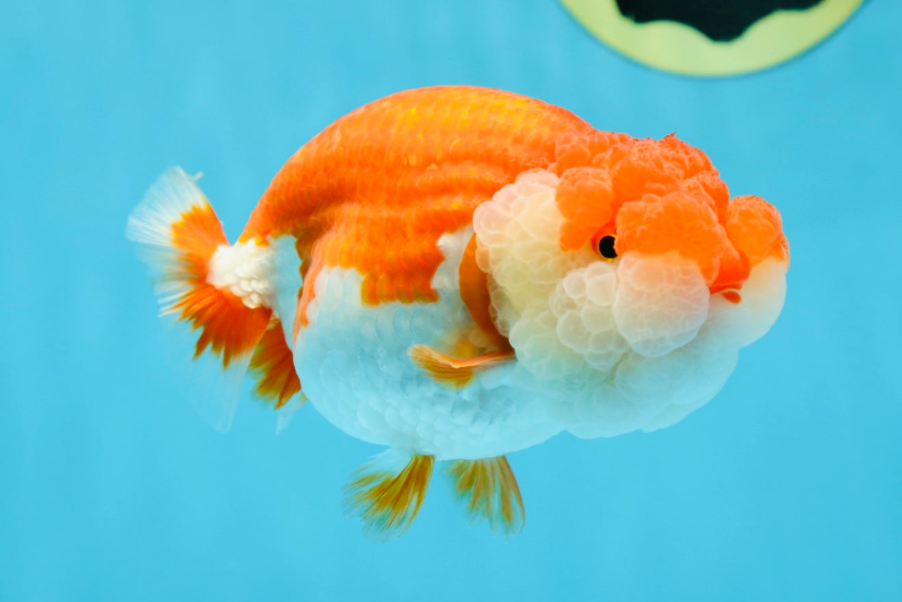 AAA Grade SUPER Red White LionQueen 4.5 inches #051625LC_35