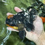 AAA Grade Apache Lava Head Oranda Female 5 inches #111524OR_16