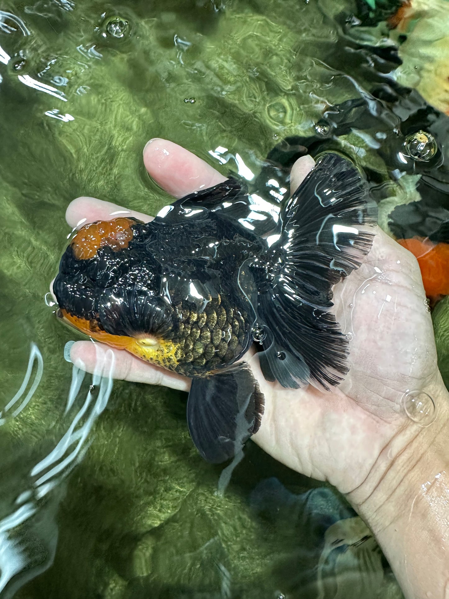 AAA Grade Apache Lava Head Oranda Female 5 inches #111524OR_16