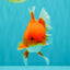 AAA Grade Red White Oranda Male 5-5.5 inches #062626OR_34