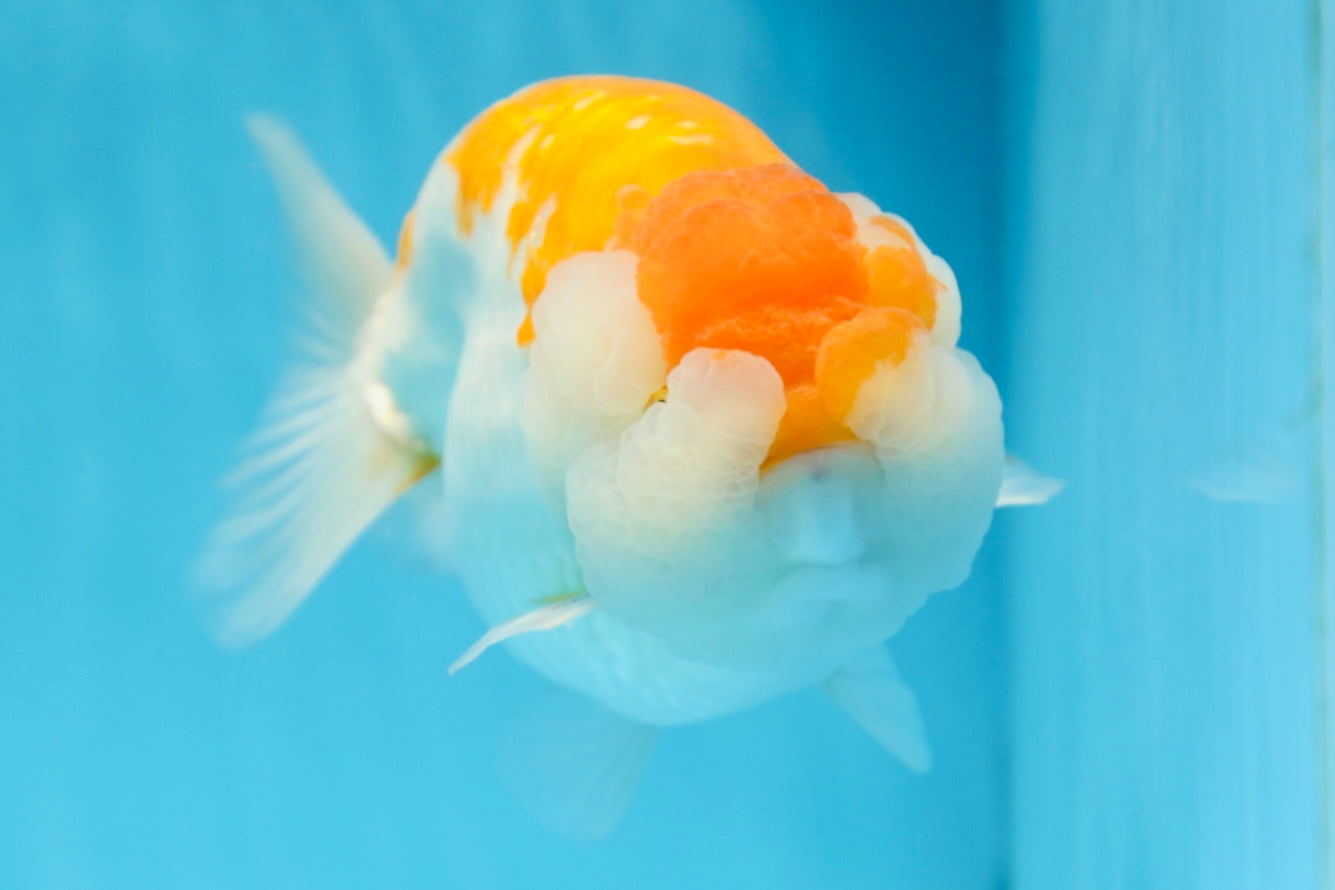 AAA Grade CHUBBY Orange White LionKing 6 inches #091225LC_05