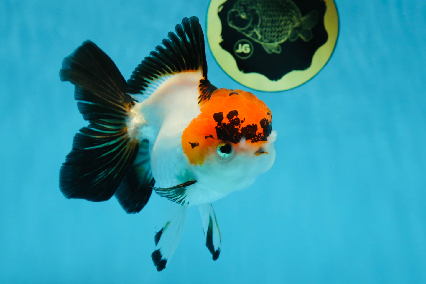 A Grade Lava Tricolor Red Head Oranda Female 5.5 inches #021425OR_20