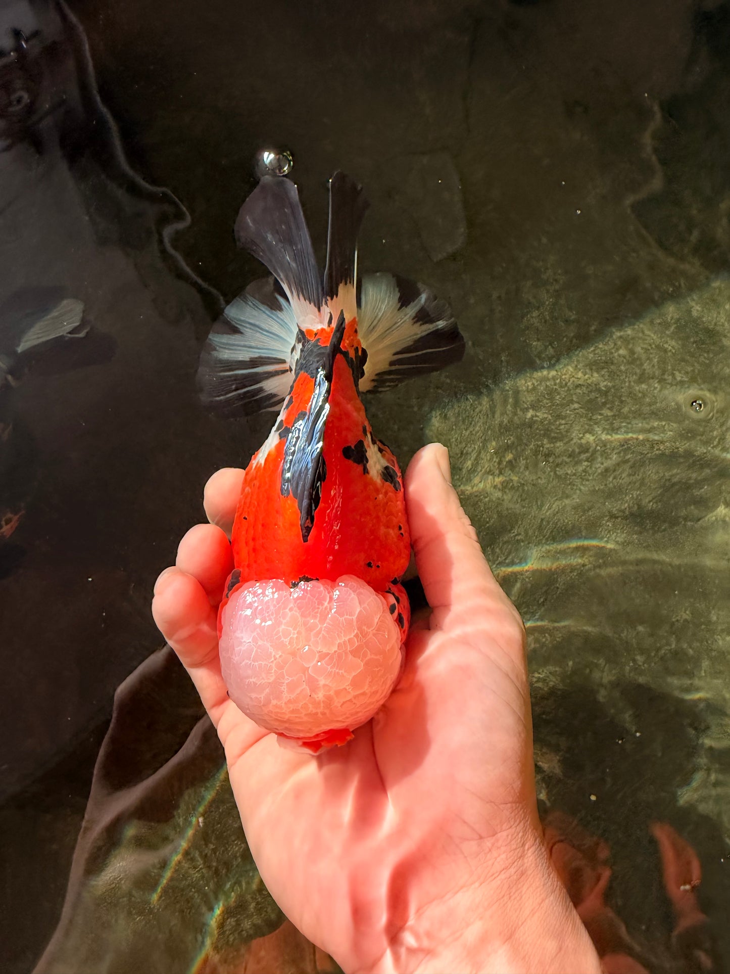 TURKEY AAA Grade Pompom Tricolor Jade Head Yuanbao Male 5.5-6 inches #032726YB_03