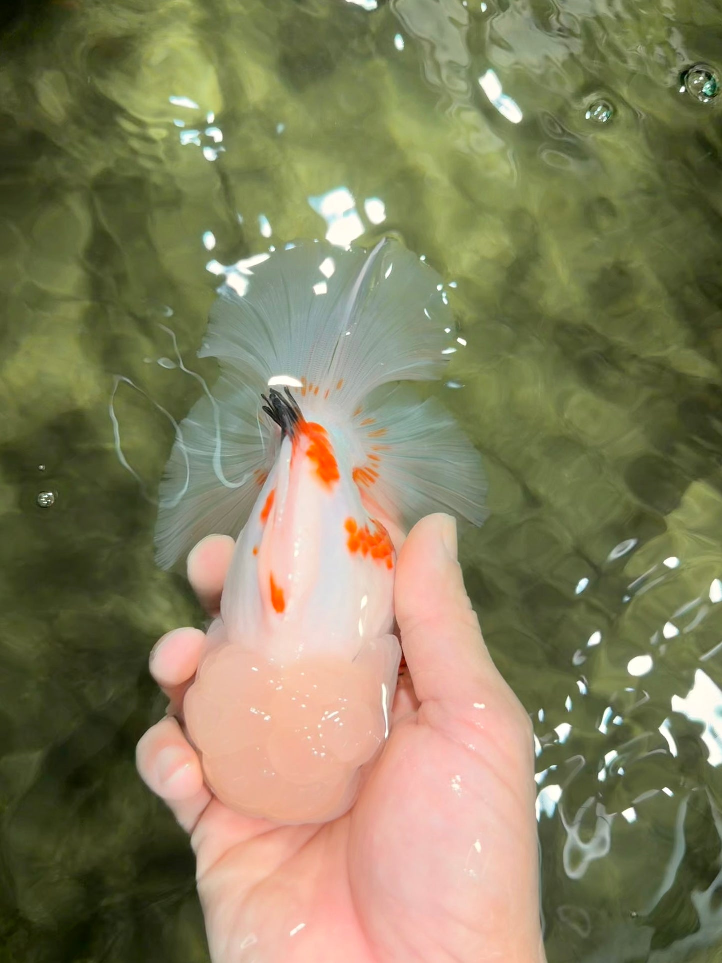 MARSHMALLOW Red White Oranda Male 5.5 inches #040326OR_16