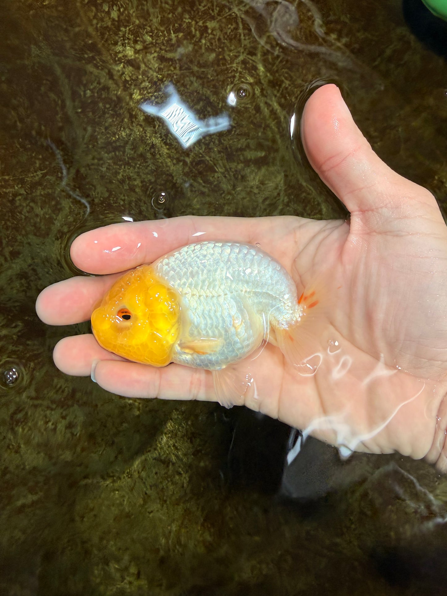 White Lionchu Female 3.5-4 inches #121225LC_14