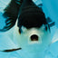 A Grade Panda Oranda Female 5-5.5 inches #051625OR_34