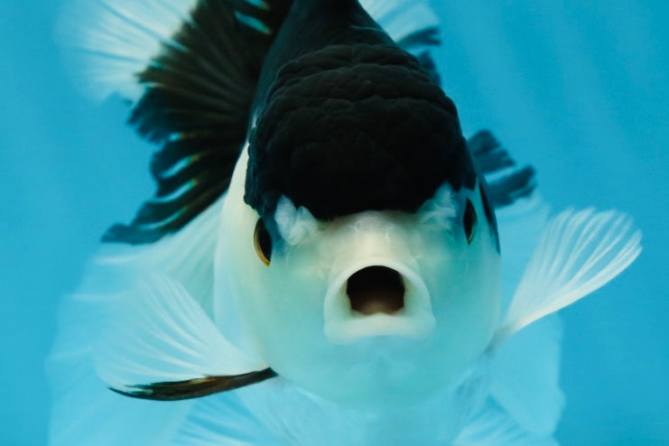 A Grade Panda Oranda Female 5-5.5 inches #051625OR_34