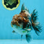 RARE A Grade Kirin Oranda Male 5.5 inches #120525OR_02