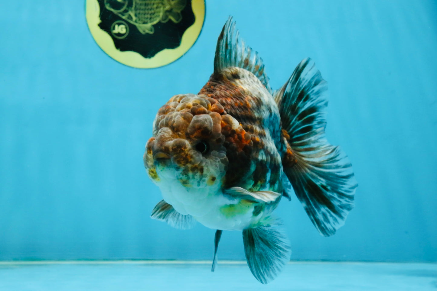 RARE A Grade Kirin Oranda Male 5.5 inches #120525OR_02