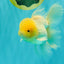 A Grade White Oranda Male 5.5 inches #101626OR_09