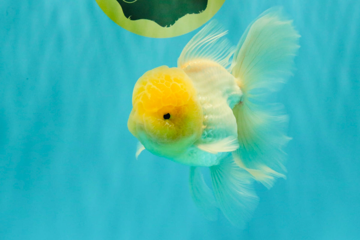 A Grade White Oranda Male 5.5 inches #101626OR_09