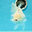 AAA Grade White Pearl Rose Tail Oranda Female 6.5 inches #0223OR_14