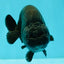 CHUBBY AAA Grade Black Ranchu Female 5-5.5 inches #062626RC_11